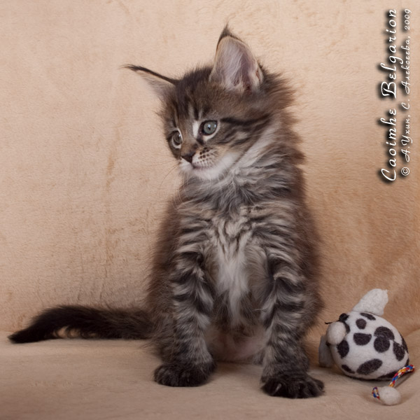 Котёнок породы мейн-кун Caoimhe Belgarion (1,5 месяца)
