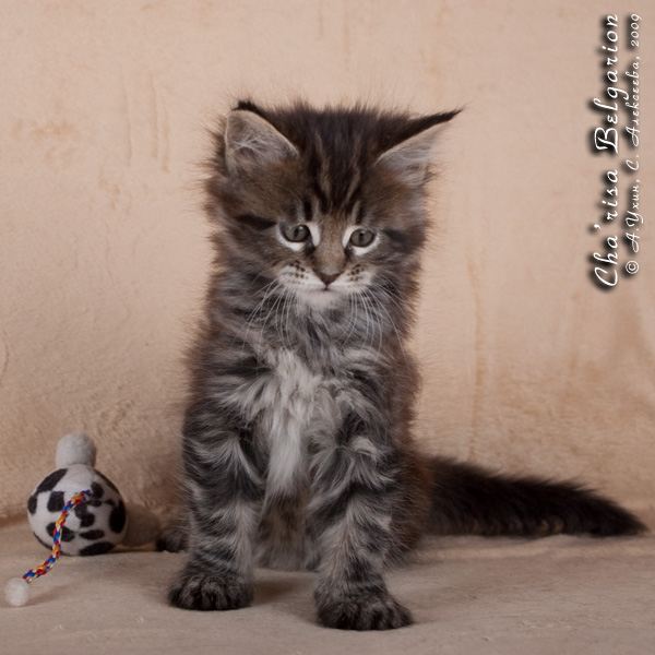 Котёнок породы мейн-кун Cha'risa Belgarion (1,5 месяца)