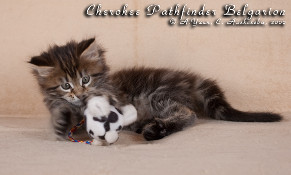 Котёнок породы мейн-кун Cherokee Pathfinder Belgarion (1,5 месяца)