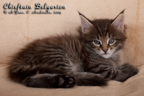 Котёнок породы мейн-кун Chieftain Belgarion (1,5 месяца)