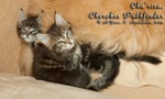 Котята породы мейн-кун Cha'risa Belgarion, Cherokee Pathfinder Belgarion