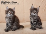 Котята породы мейн-кун Chieftain Belgarion, Ciara Belgarion