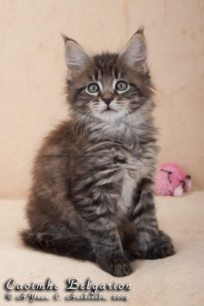 Котёнок породы мейн-кун Caoimhe Belgarion (1 месяц и 3 недели)