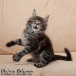 Котёнок породы мейн-кун Cha'risa Belgarion