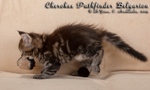 Котёнок породы мейн-кун Cherokee Pathfinder Belgarion (1 месяц и 3 недели)