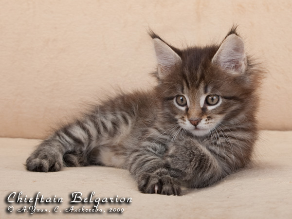 Котёнок породы мейн-кун Chieftain Belgarion (1 месяц и 3 недели)