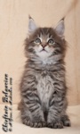 Котёнок породы мейн-кун Chieftain Belgarion (1 месяц и 3 недели)