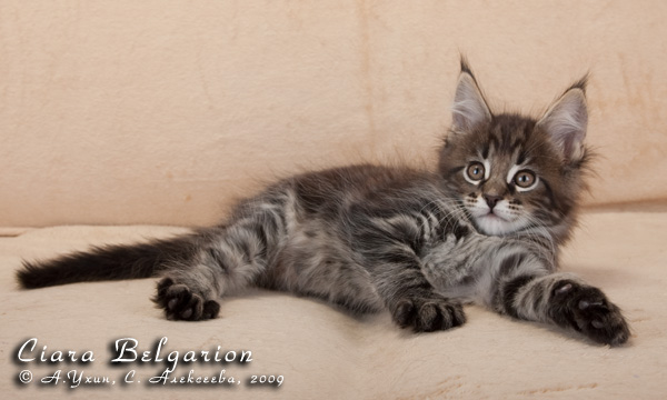 Котёнок породы мейн-кун Ciara Belgarion (1 месяц и 3 недели)