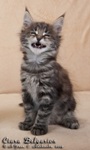 Котёнок породы мейн-кун Ciara Belgarion