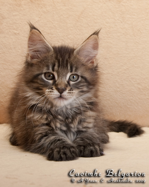 Котёнок породы мейн-кун Caoimhe Belgarion (2 месяца)