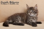 Котёнок породы мейн-кун Caoimhe Belgarion