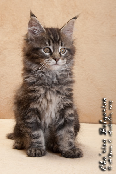 Котёнок породы мейн-кун Cha'risa Belgarion (2 месяца)