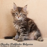 Котёнок породы мейн-кун Cherokee Pathfinder Belgarion (2 месяца)