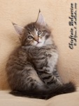 Котёнок породы мейн-кун Chieftain Belgarion (2 месяца)
