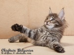 Котёнок породы мейн-кун Chieftain Belgarion (2 месяца)
