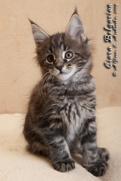Котёнок породы мейн-кун Ciara Belgarion (2 месяца)