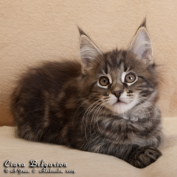 Котёнок породы мейн-кун Ciara Belgarion (2 месяца)