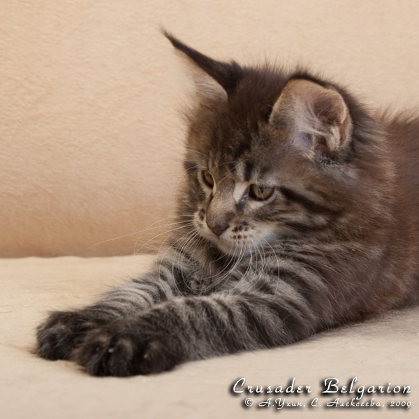 Котёнок породы мейн-кун Crusader Belgarion (2 месяца)