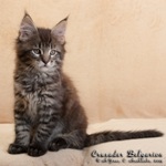 Котёнок породы мейн-кун Crusader Belgarion (2 месяца)