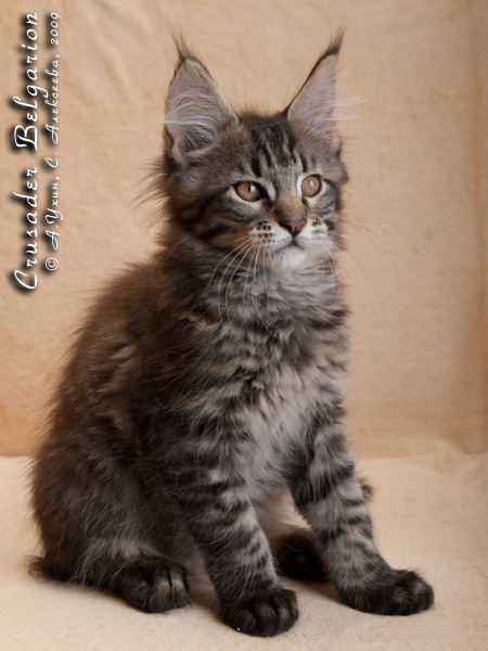 Котёнок породы мейн-кун Crusader Belgarion (2,5 месяца)
