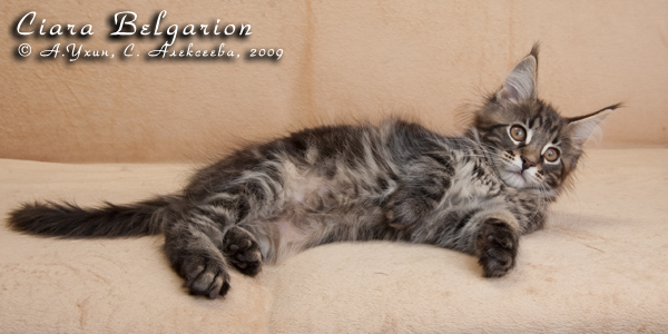 Котёнок породы мейн-кун Ciara Belgarion (2,5 месяца)