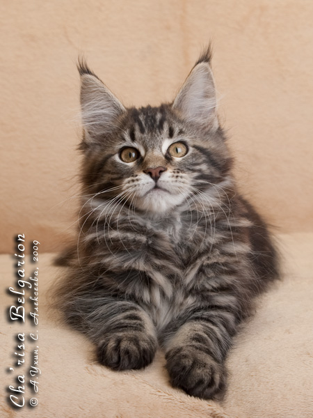 Котёнок породы мейн-кун Cha'risa Belgarion (2,5 месяца)
