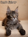 Котёнок породы мейн-кун Crusader Belgarion (2,5 месяца)
