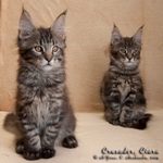 Котята породы мейн-кун Crusader Belgarion, Ciara Belgarion
