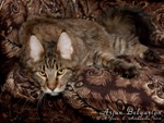 Кот породы мейн-кун Arjun Belgarion (1 год и 2 месяца)