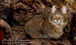 Кот породы мейн-кун Arjun Belgarion (1 год и 2 месяца)