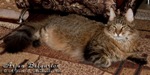 Кот породы мейн-кун Arjun Belgarion