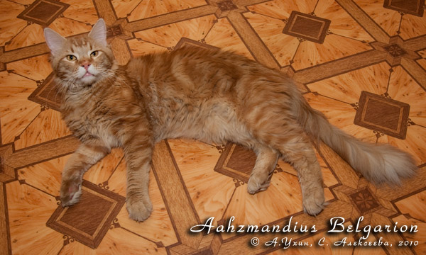 Кот породы мейн-кун Aahzmandius Belgarion (1 год и 2 месяца)