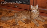 Кот породы мейн-кун Aahzmandius Belgarion