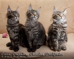 Котята породы мейн-кун Ciara, Crusader, Cherokee Pathfinder