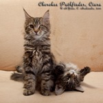 Котята породы мейн-кун Cherokee Pathfinder Belgarion, Ciara Belgarion