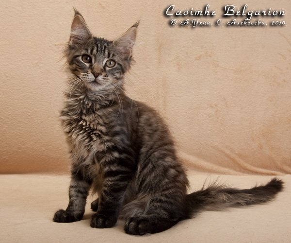 Котёнок породы мейн-кун Caoimhe Belgarion (3 месяца и 10 дней)