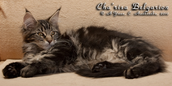 Котёнок породы мейн-кун Cha'risa Belgarion (3 месяца и 10 дней)