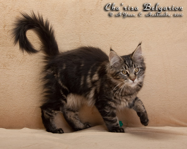 Котёнок породы мейн-кун Cha'risa Belgarion (3 месяца и 10 дней)