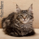 Котёнок породы мейн-кун Cha'risa Belgarion