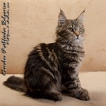 Котёнок породы мейн-кун Cherokee Pathfinder Belgarion (3 месяца и 10 дней)