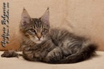 Котёнок породы мейн-кун Chieftain Belgarion