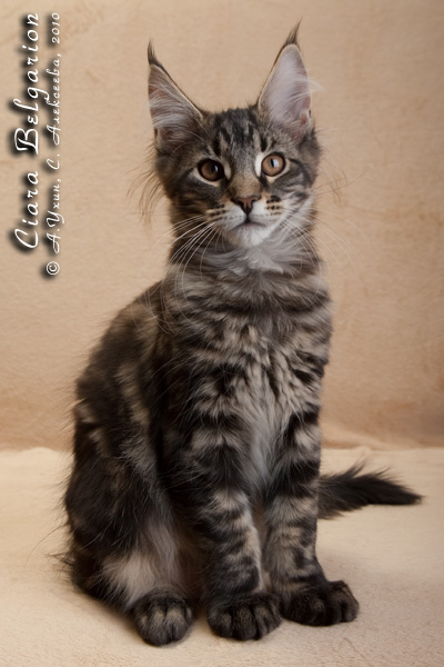 Котёнок породы мейн-кун Ciara Belgarion (3 месяца и 10 дней)