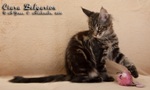 Котёнок породы мейн-кун Ciara Belgarion (3 месяца и 10 дней)