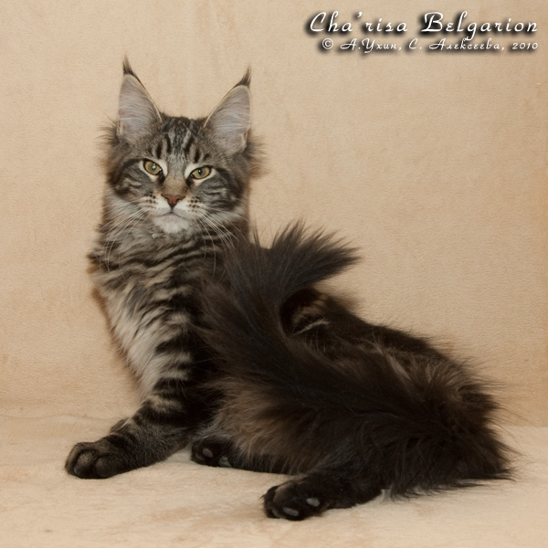 Котёнок породы мейн-кун Cha'risa Belgarion (3 месяца и 3 недели)