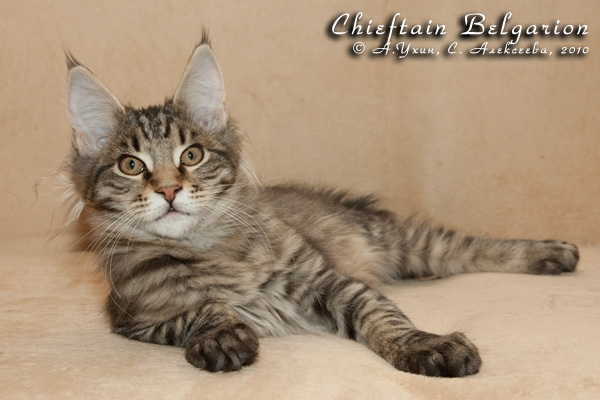 Котёнок породы мейн-кун Chieftain Belgarion (3 месяца и 3 недели)