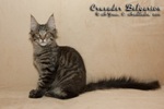 Котёнок породы мейн-кун Crusader Belgarion (3 месяца и 3 недели)