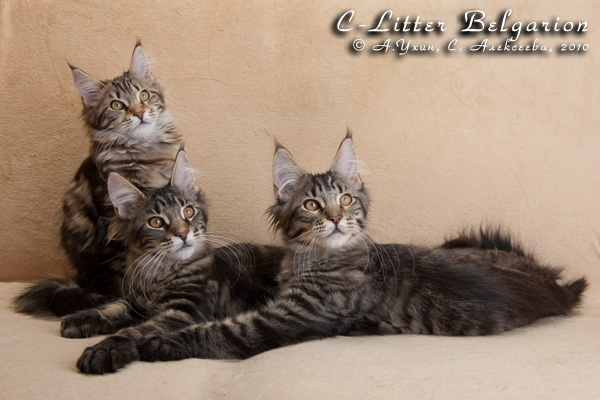 Котята породы мейн-кун Cherokee Pathfinder Belgarion, Ciara Belgarion, Crusader Belgarion (4 месяца)