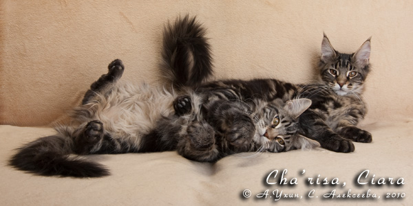 Котята породы мейн-кун Cha'risa Belgarion, Ciara Belgarion (4 месяца)