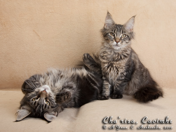 Котята породы мейн-кун Cha'risa Belgarion, Caoimhe Belgarion (4 месяца)