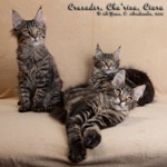 Котята породы мейн-кун Crusader, Cha'risa, Ciara